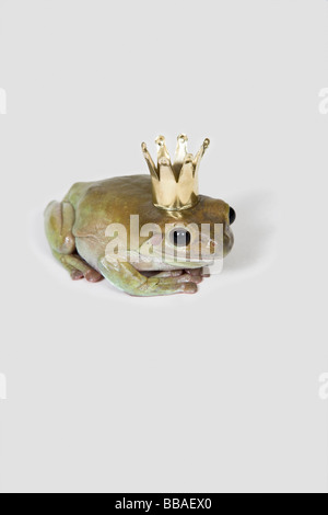 Une grenouille portant une couronne, studio shot Banque D'Images