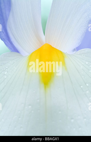 Close-up d'un blanc jaune et bleu Iris Banque D'Images