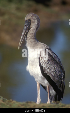 Les jeunes bec jaune du sud Luangwa Zambie Stork Banque D'Images