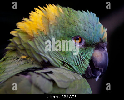 Amazon cou jaune (Amazona auropalliata) Banque D'Images