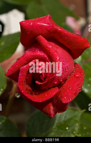 Close-up d'une rose rouge dans un jardin du nord de Londres, juste après une douche à effet pluie. Banque D'Images