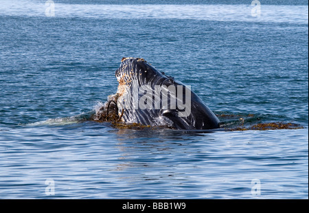 Baleine à bosse Megaptera novaeangliae Point Adolphus Alaska USA Banque D'Images