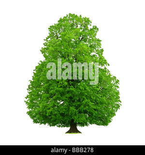 Tree isolated on white Banque D'Images