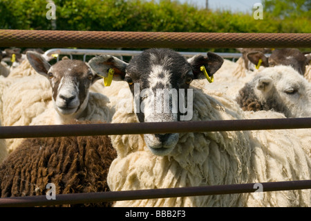 Moutons dans un stylo pour la tonte