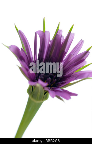 Purple flower, salsifis Tragopogon porrifolius, sur un fond blanc. Banque D'Images