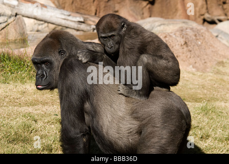 Gorille de plaine de l'Ouest féminin 2 ans Gorilla gorilla gorilla zoo de Los Angeles California USA Banque D'Images