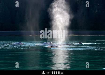 Les baleines à bosse Megaptera novaeangliae coups Point Adolphus Alaska États-Unis Banque D'Images