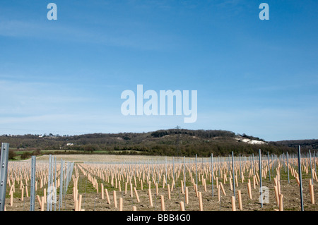 Rangées de vignes nouvellement plantées dans le Kent Banque D'Images