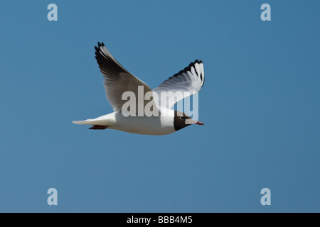 Des profils Mouette rieuse (Larus ridibundus) en vol Dunwich, Suffolk, UK Banque D'Images