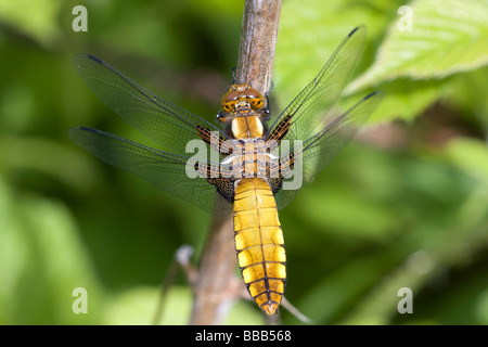 Femelle adulte large Chaser corsé Libellula depressa avec des ailes ouvertes sur la végétation, Haugh Bois, Herefordshire, UK. Banque D'Images