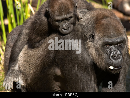 Gorille de plaine de l'Ouest féminin 2 ans Gorilla gorilla gorilla zoo de Los Angeles California USA Banque D'Images