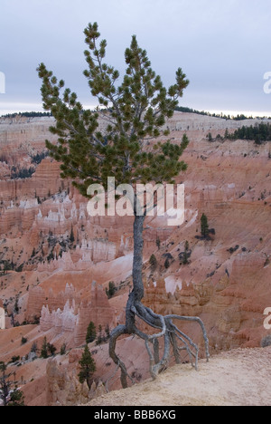 Pin Pinus flexilis Sunrise Point Bryce Canyon National Park Utah USA Banque D'Images