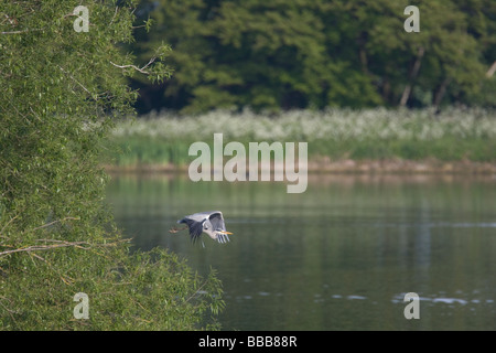 Seul Héron cendré Ardea cinerea prend son envol à partir de la héronnière, sur l'île de végétation, réservoir Gailey, Staffordshire. Banque D'Images