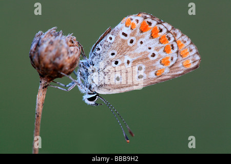 Papillon bleu commun, femme ; Amérique : Polyommatus icarus Banque D'Images