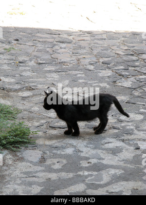 Un chaton noir dans la rue Ville Ville Banque D'Images