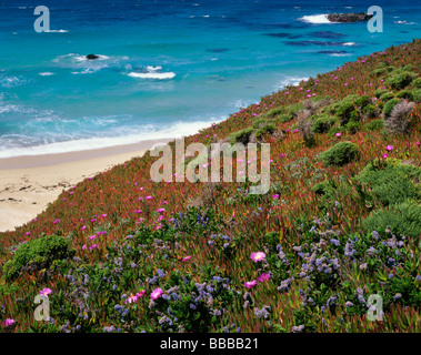 Garrapata State Park, CA : Californie et lilas en fleurs de glace sur les falaises au-dessus de l'océan Pacifique à Big Sur Banque D'Images