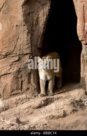 Mountain Lion Felis concolor Sonora Desert Museum Arizona USA Banque D'Images