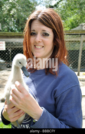 Jeune femme tenant cygnet, sanctuaire des cygnes, Windsor, Berkshire, Angleterre,Royaume-Uni Banque D'Images