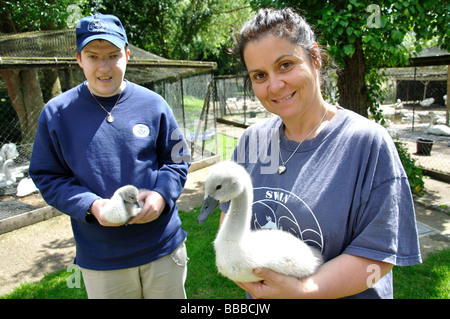 Woman holding swan, Swan Sanctuary, Windsor, Berkshire, Angleterre, Royaume-Uni Banque D'Images