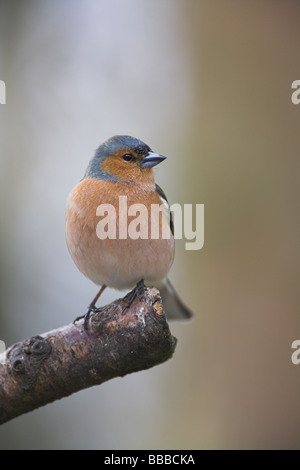 Chaffinch Fringilla coelebs homme perché sur une branche à Highlands, Ecosse, Cairngorm en avril. Banque D'Images