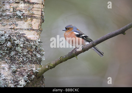 Chaffinch Fringilla coelebs homme perché sur le bouleau verruqueux tree à Highlands, Ecosse, Cairngorm en avril. Banque D'Images
