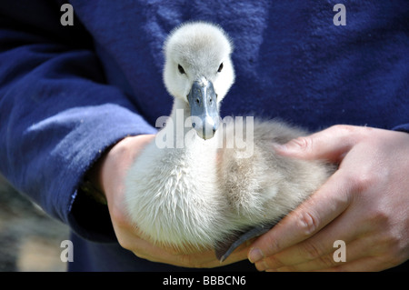 Cygnet Swan Swan, sanctuaire, Windsor, Berkshire, Angleterre, Royaume-Uni Banque D'Images