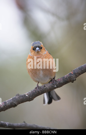 Chaffinch Fringilla coelebs homme perché sur une branche à Highlands, Ecosse, Cairngorm en avril. Banque D'Images