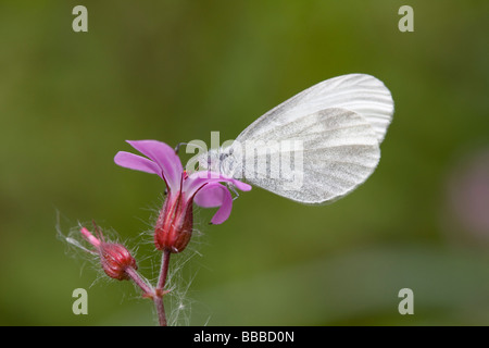 Bois Blanc Leptidea sinapis nectar papillon sur un seul Robert Geranium robertianum herbe en bois Haugh, Herefordshire, Angleterre. Banque D'Images