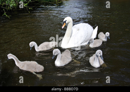 Les cygnes et cygnets sur la Tamise, Windsor, Berkshire, Angleterre, Royaume-Uni Banque D'Images