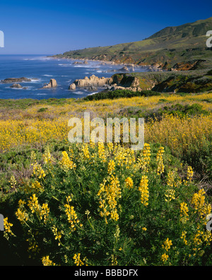 Bush jaune au-dessus de la floraison de lupin rocky coast line et surfez à Garrapata State Park à Big Sur, en Californie Banque D'Images