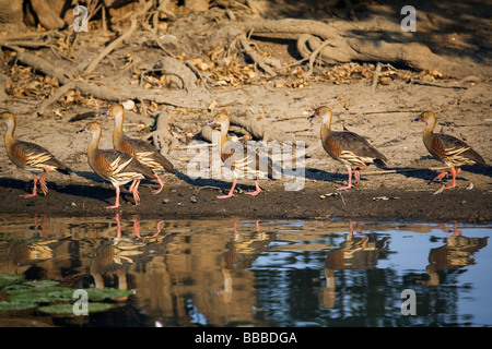 Sifflement de plumes de canards (Dendrocygna eytoni). Les zones humides, l'eau jaune le Kakadu National Park, Territoire du Nord, Australie Banque D'Images