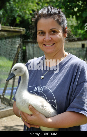 Woman holding cygnet, Swan Sanctuary, Windsor, Berkshire, Angleterre, Royaume-Uni Banque D'Images