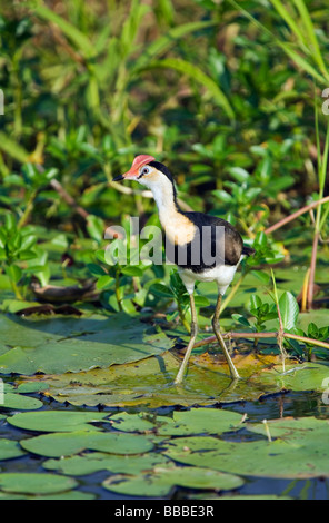 Comb crested Jacana (Irediparra gallinacea). Les zones humides, l'eau jaune le Kakadu National Park, Territoire du Nord, Australie Banque D'Images