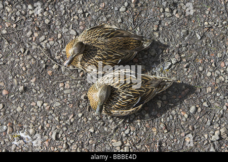 Deux femmes le colvert Anas platyrhynchos (vue de dessus assis sur la masse au café de Cairngorm, Highlands, en Écosse, en avril. Banque D'Images