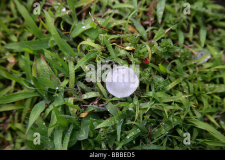 Un grêlon sur l'herbe après une tempête de grêle dans la région de New York USA Banque D'Images