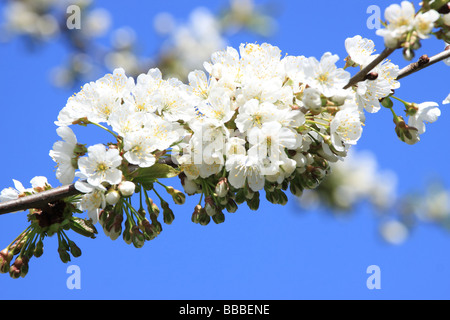 Branche d'arbre en fleurs de cerisier Banque D'Images