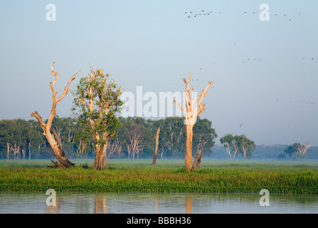 Les zones humides de l'eau jaune, à l'aube. Cooinda, Kakadu National Park, Territoire du Nord, Australie Banque D'Images