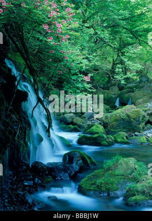 Azalea et ruisseau de montagne Banque D'Images