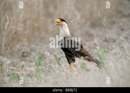 Caracara huppé Banque D'Images