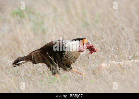 Caracara huppé de manger un chat sauvage mort Banque D'Images