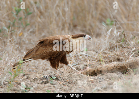 Les juvéniles se nourrissent de caracaras à Crête Bobcat morte Banque D'Images