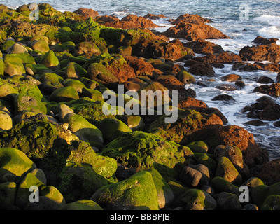Des pierres couvertes d'algues dans la mer, La Palma, Canary Islands, Spain Banque D'Images