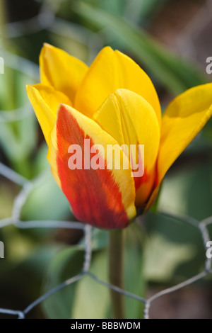 "Stresa" tulip (Tulipa kaufmanniana) Banque D'Images