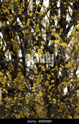 Cornel européenne (Cornus mas) Banque D'Images