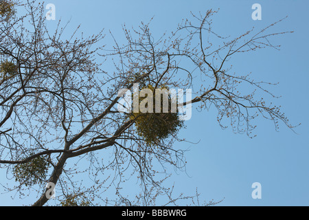 Le gui (Viscum album) Banque D'Images