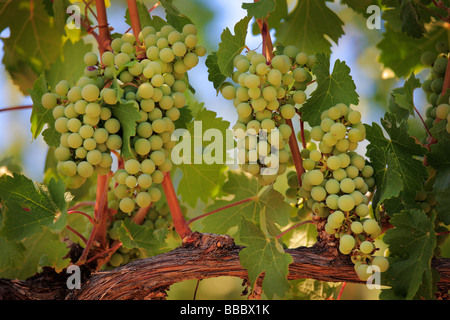 Raisins sur la vigne dans un vignoble dans la région de Wenatchee, Washington Banque D'Images