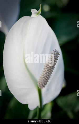 Cochlearispathum Spathiphyllum autrement connu sous le nom de lys de paix ou Spath croissant sur Hong Kong. Banque D'Images