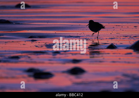 (Commun) Chevalier arlequin Tringa totanus silhouette, marchant sur la plage de sable fin au coucher du soleil à Red Bay Wharf, Anglesey, Pays de Galles, en janvier. Banque D'Images