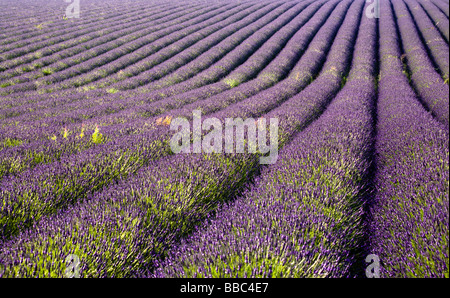 Champs de lavande en fleurs à Snowshill Lavender, les Cotswolds, Gloucestershire, Royaume-Uni Banque D'Images