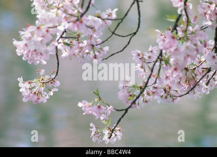 Close Up of Cherry Blossoms Banque D'Images